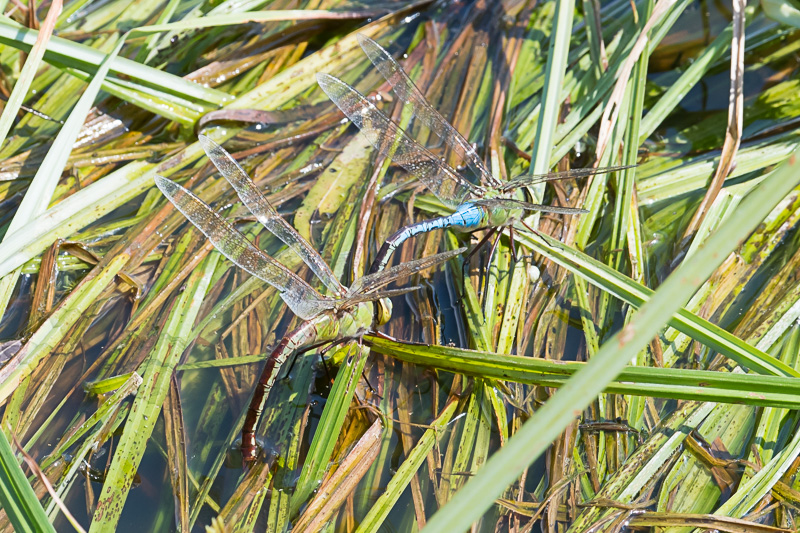 Common Green Darner